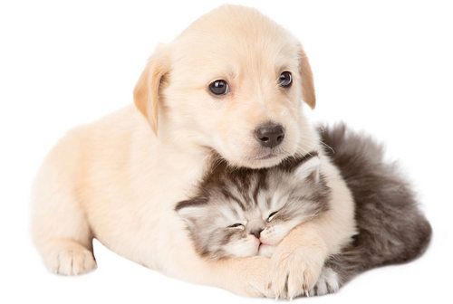 Про нас pets